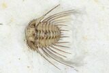 Kettneraspis Trilobite - Black Cat Mountain, Oklahoma #170290-2